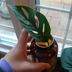 Rooted swiss cheese cutting